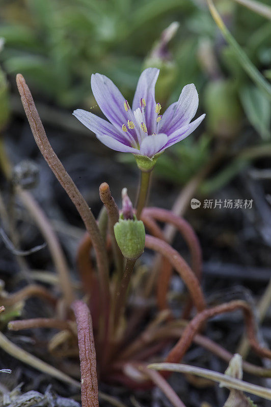 细叶柳、矮叶柳、古狐尾松林;因约国家森林，白山，加利福尼亚州。Montiaceae。