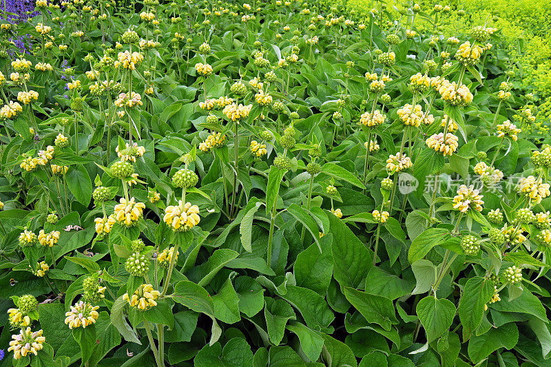 耶路撒冷或土耳其鼠尾草的黄色野花，野鼠尾草或野鼠尾草