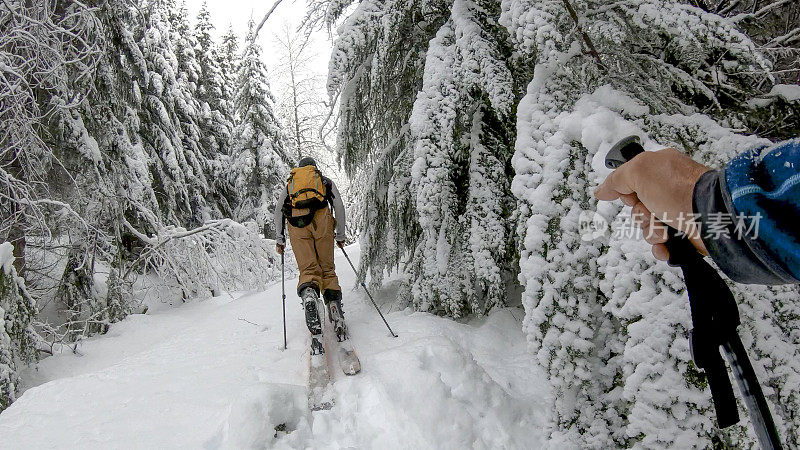 POV过去滑雪杆，年轻人滑雪通过森林与新鲜降雪