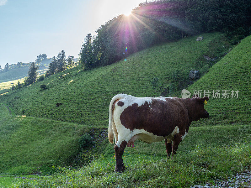 阿彭策勒奶牛在草地上