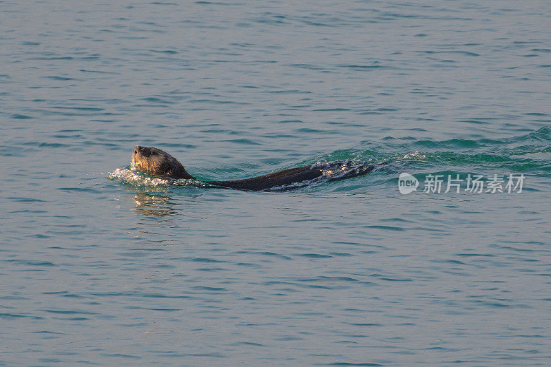 水獭在阿拉斯加美丽的绿松石海湾游泳