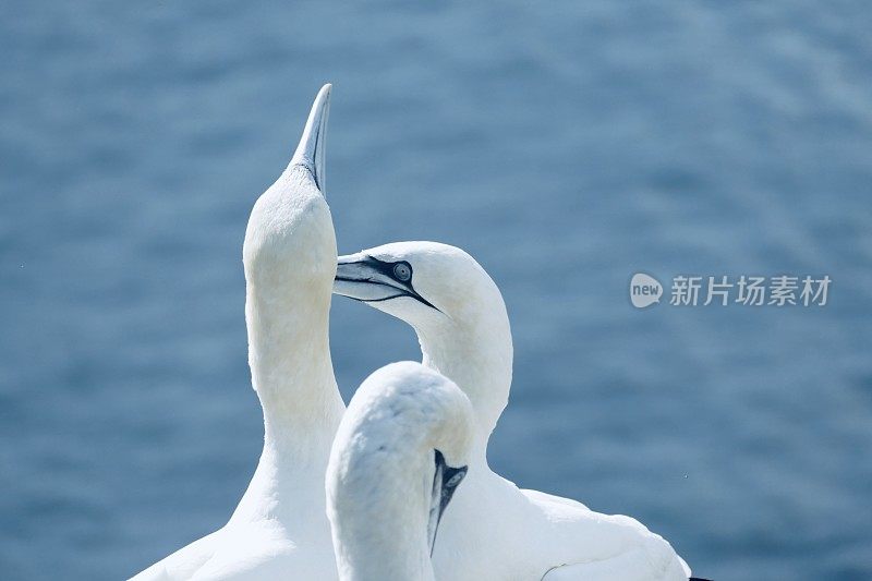 ,北方塘鹅Helgoland