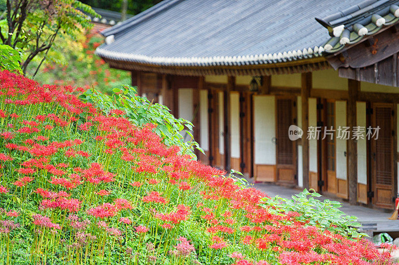 夏天的佛教寺庙