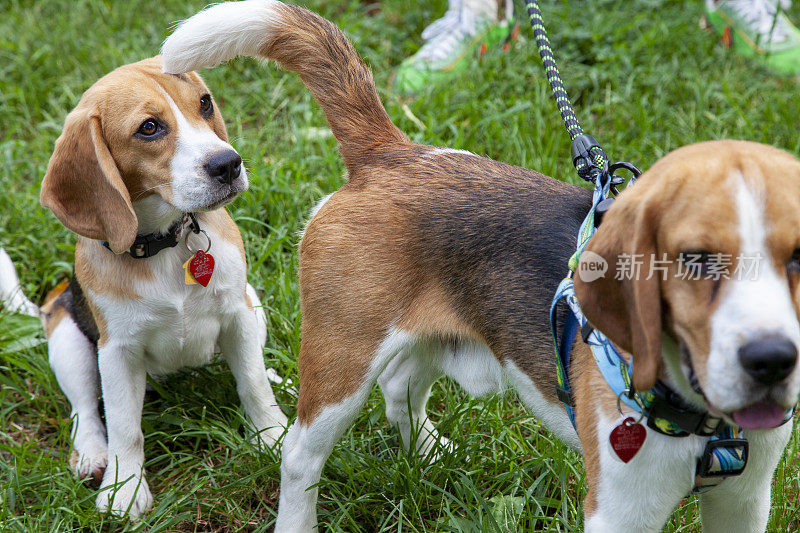 小猎犬小狗