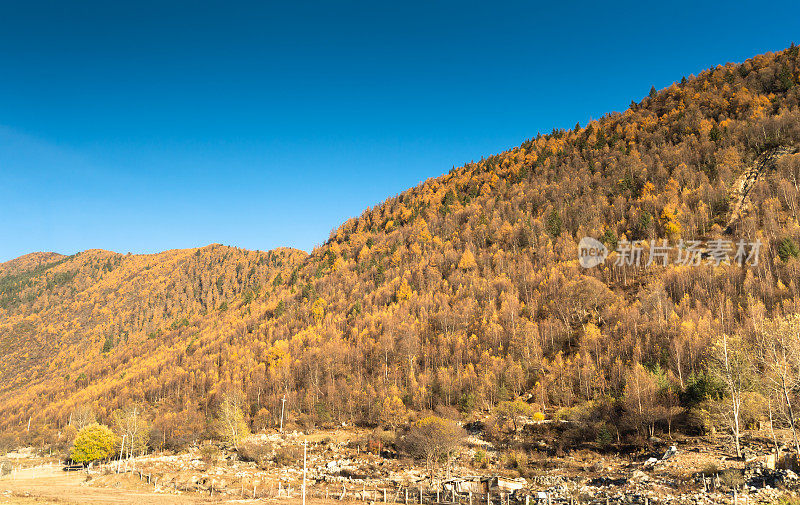 森林和树木在秋天与蓝天景观纹理背景，色彩斑斓的自然景观风景亚丁，香格里拉，中国，西藏山在秋天
