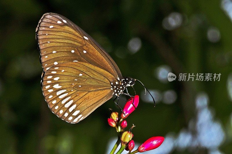 蝴蝶在喝花汁。