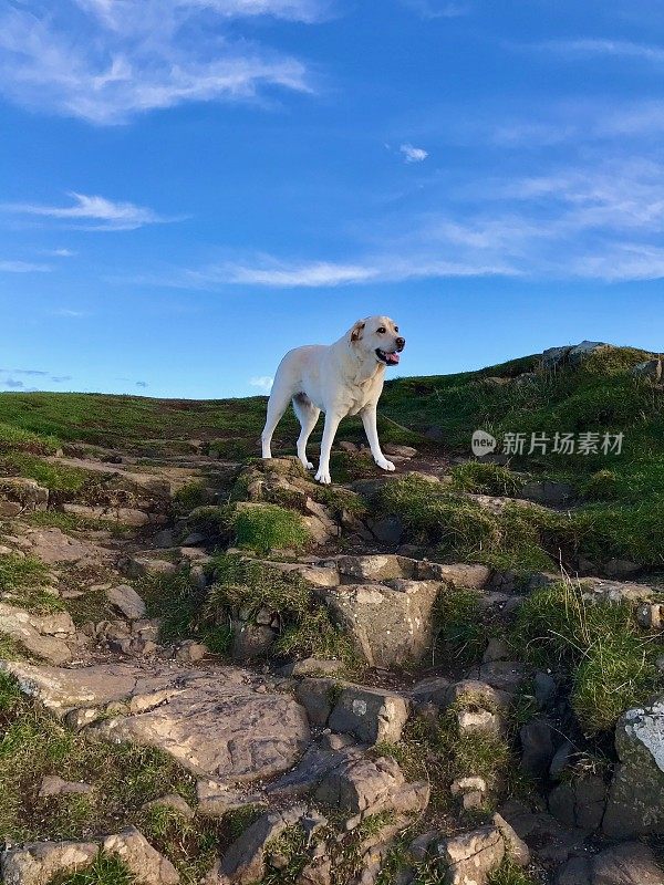 圣岛拉布拉多寻回犬