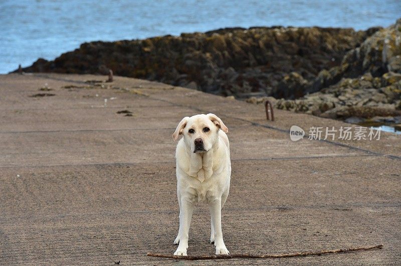 海滩上的拉布拉多寻回犬