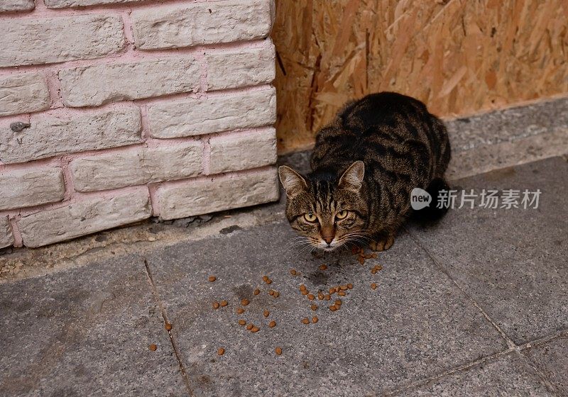 卡迪科伊的一只流浪猫在吃东西