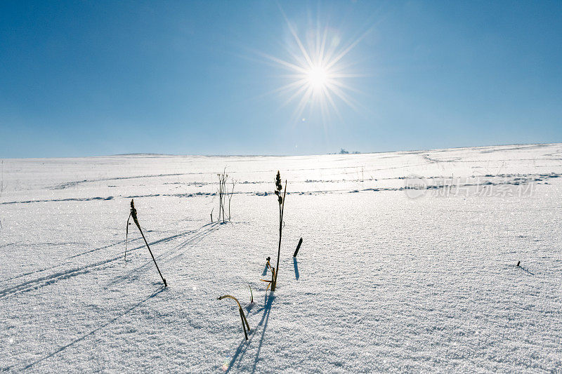 在冬日的阳光下从寒冷的雪地里望出去的叶片