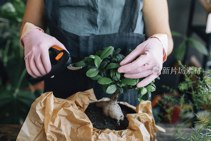 一位匿名的女园丁在照料一棵盆景树