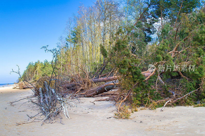 暴风雨中海岸线被淹了。波罗的海沙滩上倒下的树木。利埃鲁佩河在里加湾的河口。