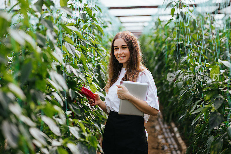 年轻女性用药片检查辣椒及其生长情况