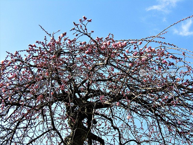 日本。2月。盆景式梅花盛开。