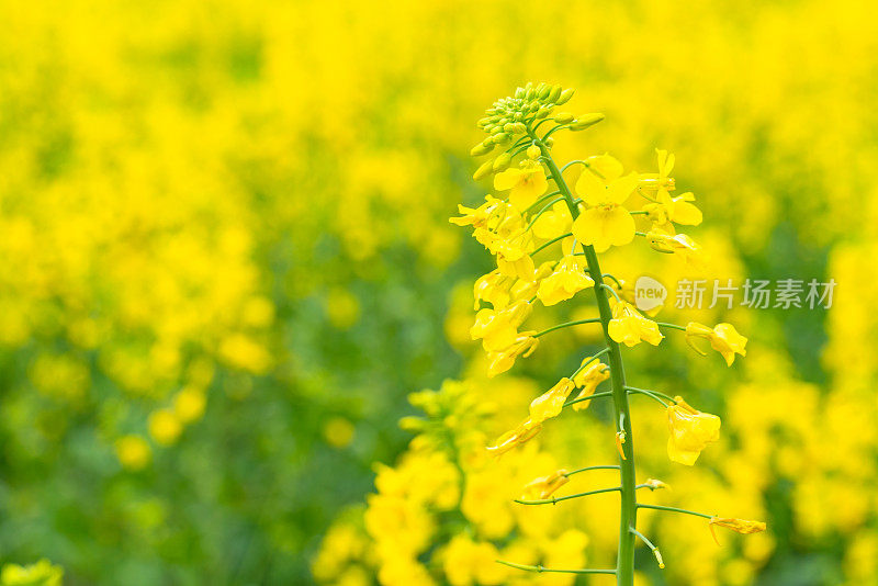 美丽的中国婺源油菜花盛开