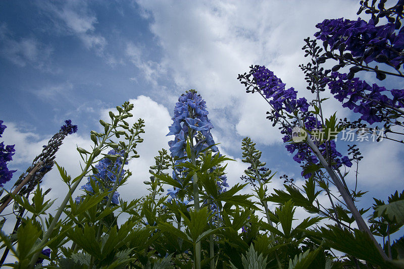 股票花Matthiola