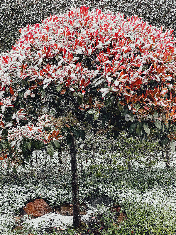 红叶石楠被雪覆盖