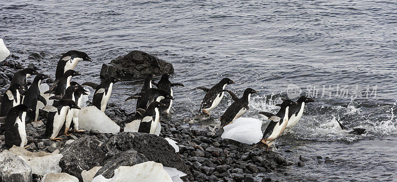 阿德利企鹅，保莱特岛，南极半岛，南极洲。adeliae跨过。企鹅要下水了。