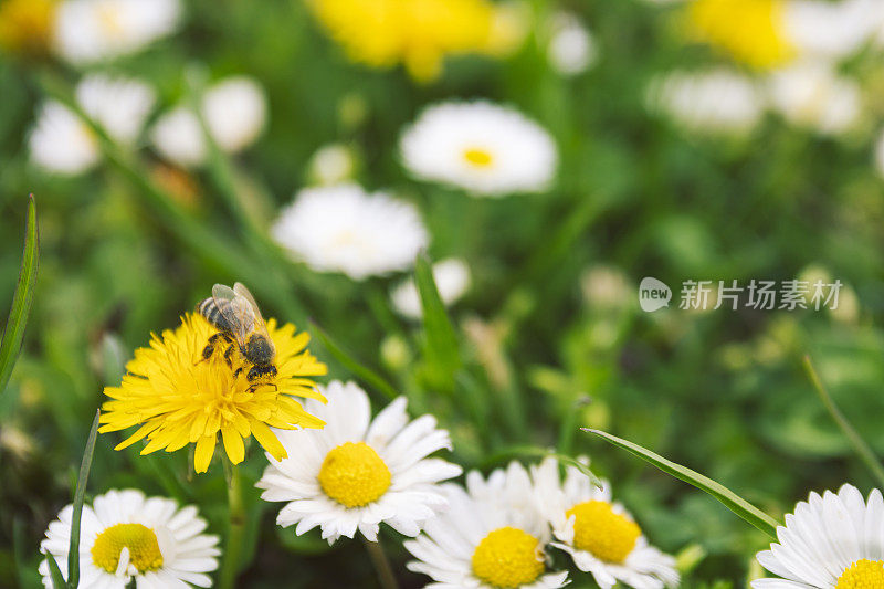 蜜蜂在蒲公英花上采集花粉