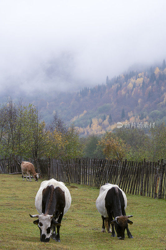两头牛在绿色的草地上吃草。