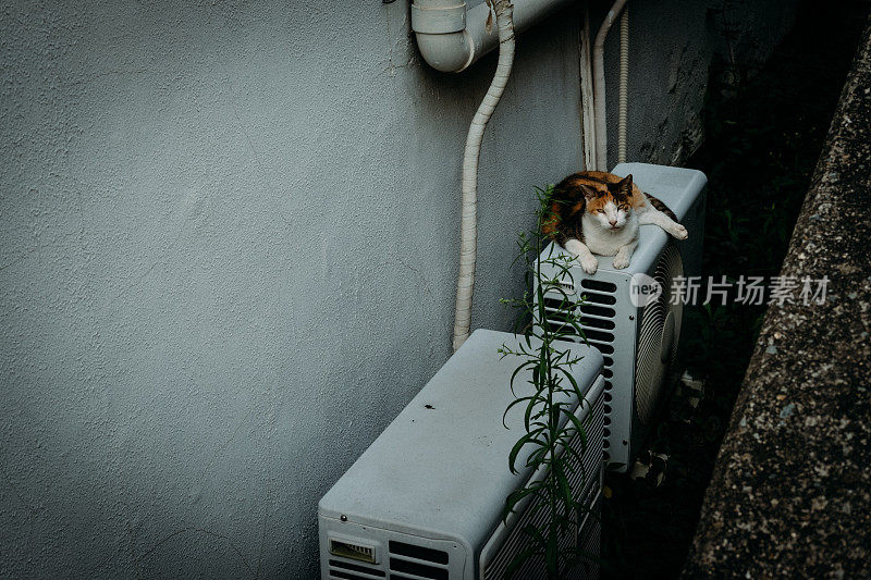 猫躺在户外设备上