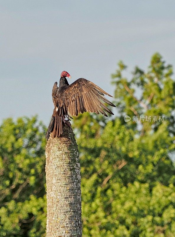 土耳其秃鹫休息和展开他的翅膀在一棵死树干的顶部