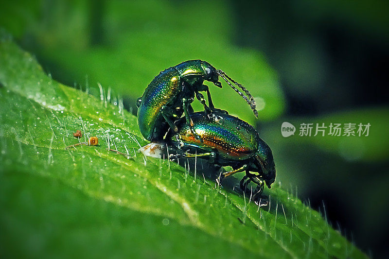 金龟子叶甲虫昆虫