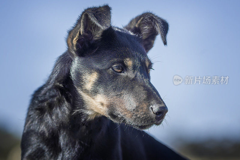 澳大利亚水怪牧羊犬