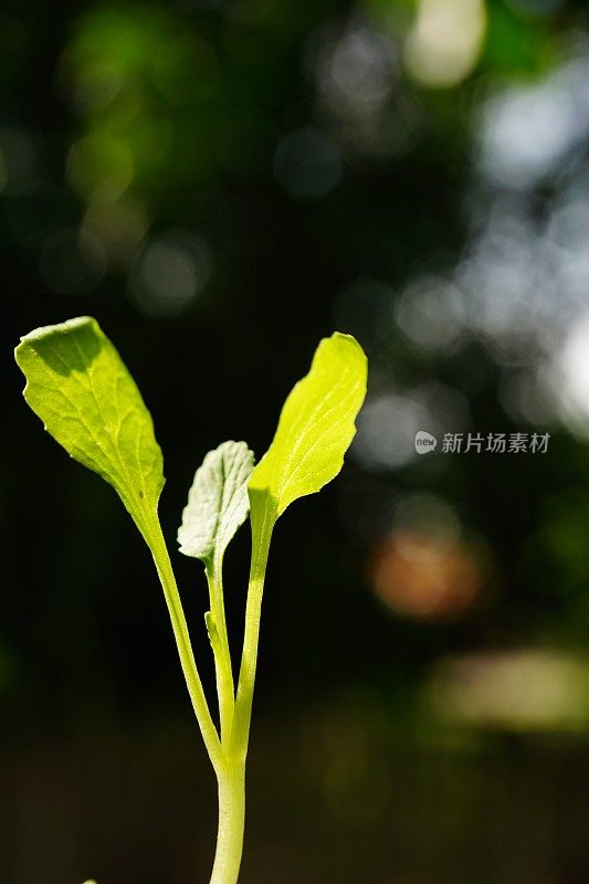 一捆带蔬菜叶子的菠菜