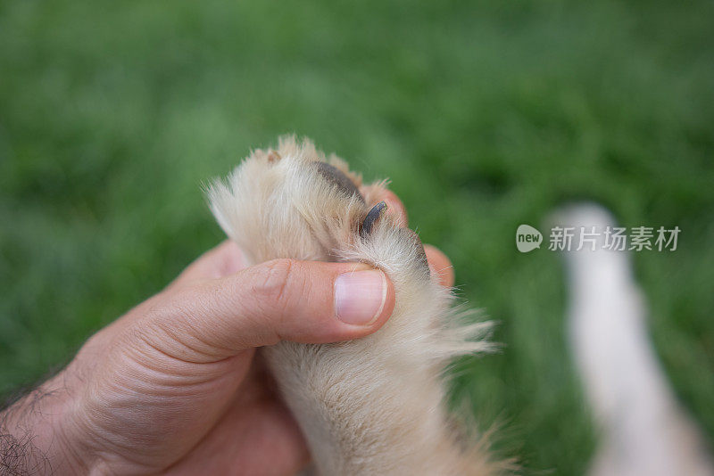 一只狗的爪子的特写。