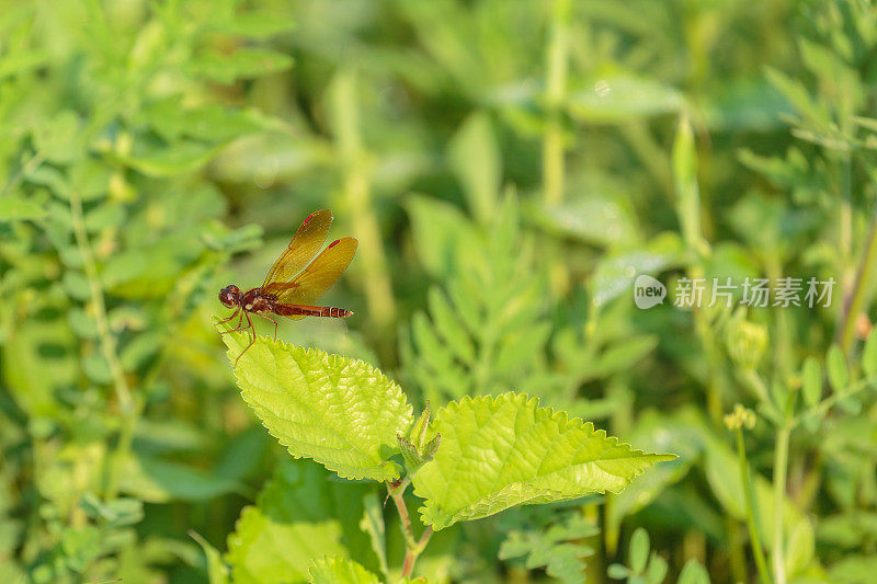 东部Amberwing蜻蜓