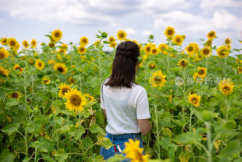 女人在向日葵地里行走的背影