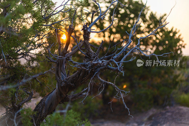 杜松树枝作为干旱地区植物在荒野地区照片系列的一部分