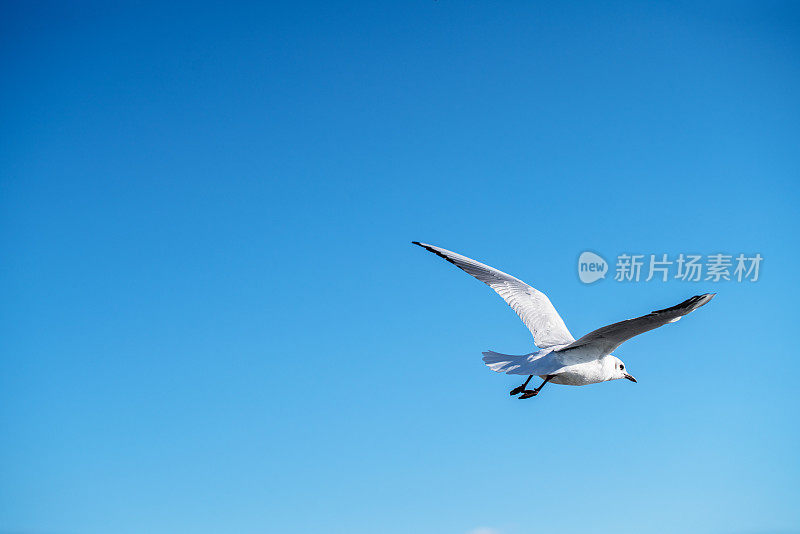 天空中有白色的海鸥