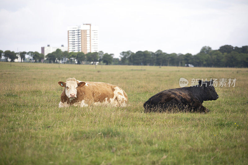 两只城市奶牛坐在城市的田野里，远处有一座住宅塔楼，有复制空间