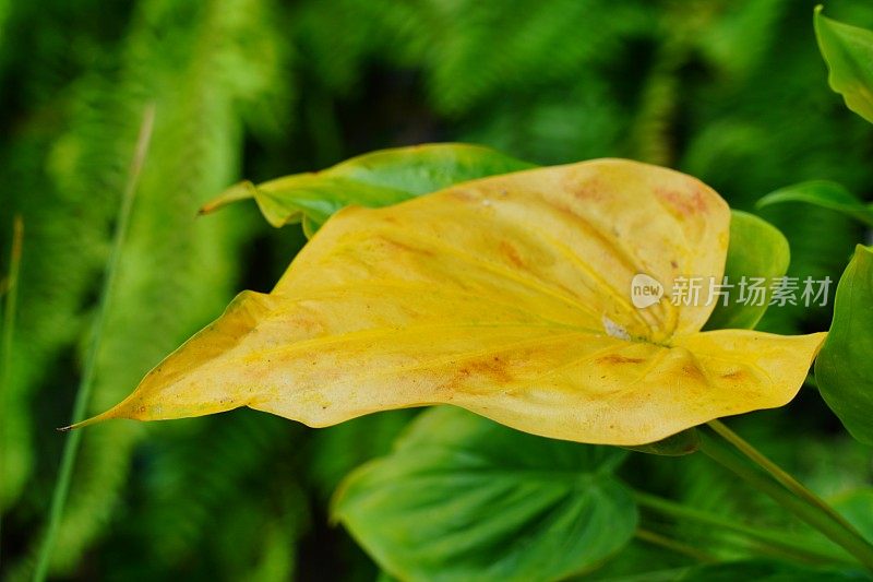 黄绿色海参叶植物