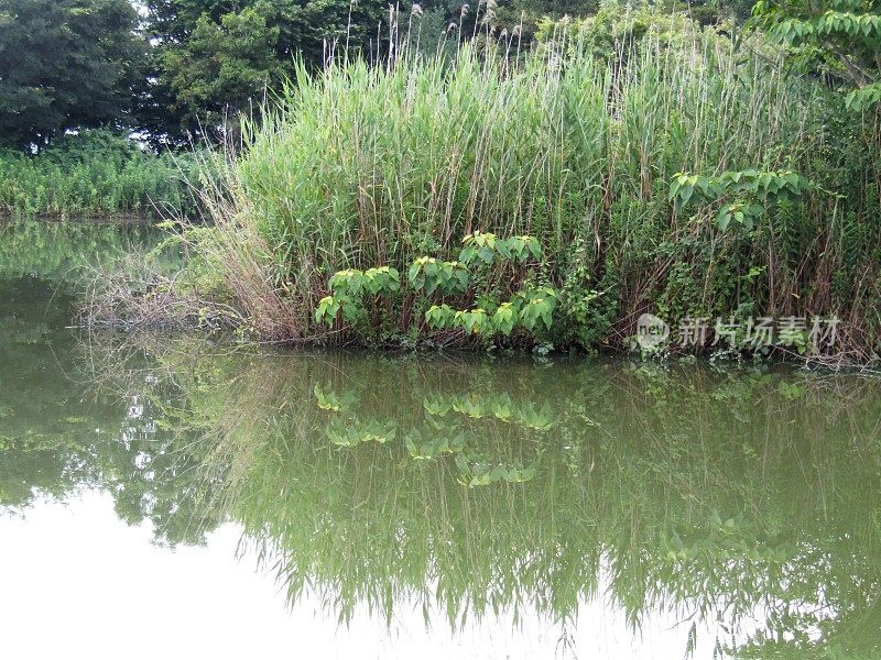 日本。7月。池塘的表面。反射。