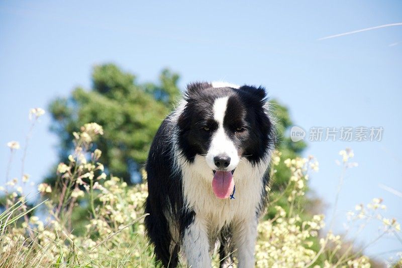 海滩上的边境牧羊犬