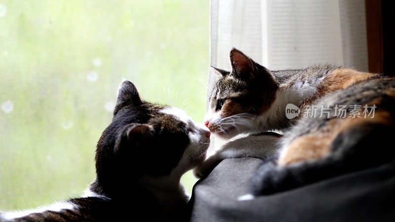 可爱的猫在窗边鼻子对着鼻子