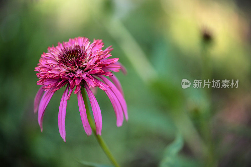 紫锥菊的美丽“粉红双喜”，