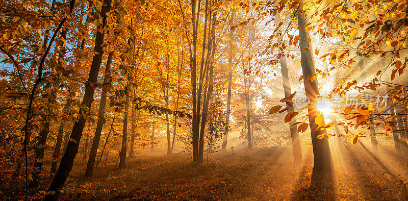秋日朦胧森林里的阳光。