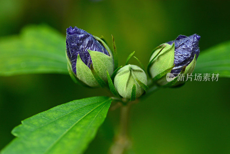 木槿芽syriacus