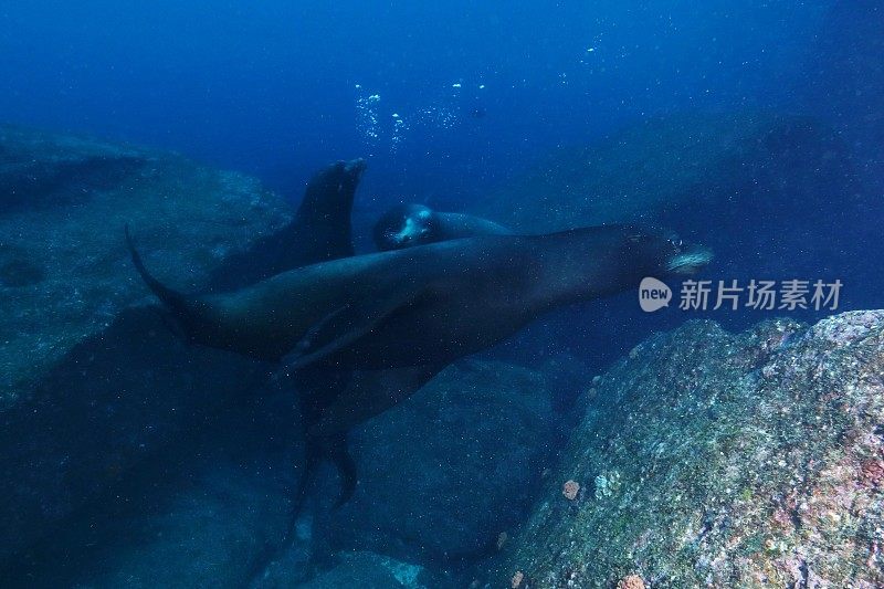 加州海狮