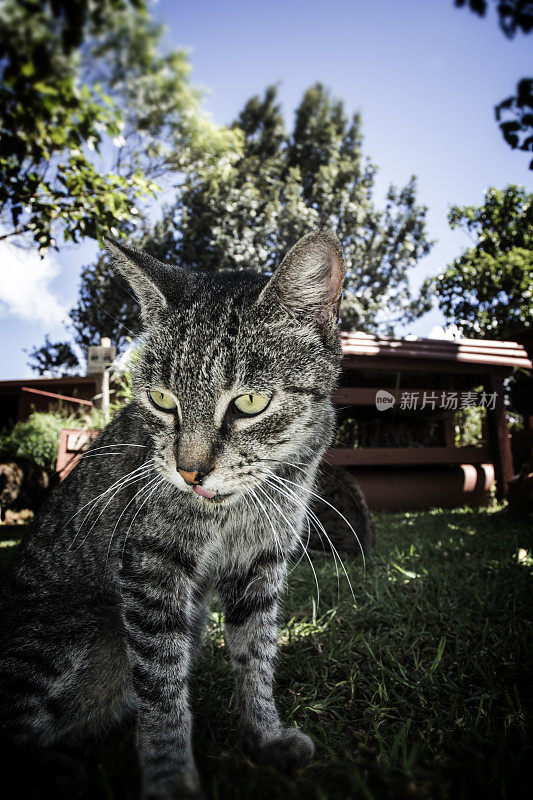 Ferel猫在夏威夷拉奈岛的猫收容所