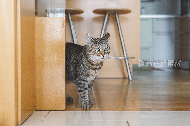 猫在屋内硬木地板上休息