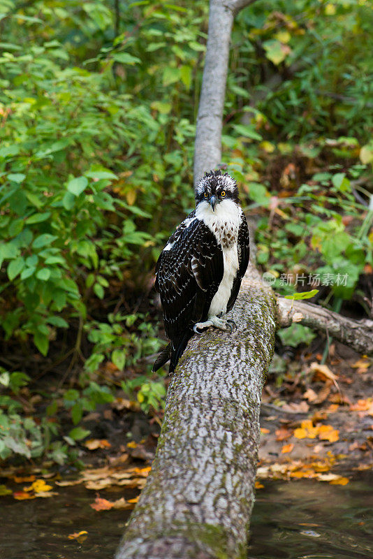 加拿大安大略省南部，鲑鱼洄游期间，鱼鹰栖息在小溪上的树干上