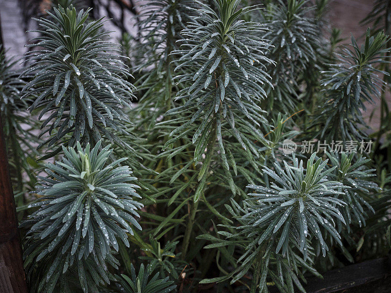 叶子上有雨滴的肉质植物