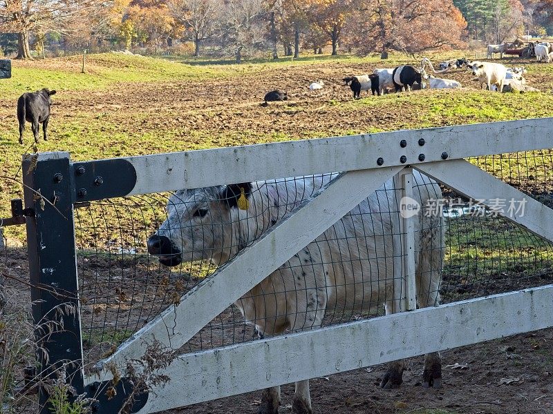 阿普尔顿农场是马萨诸塞州最古老的持续经营的农场之一，它的奶牛是保留区受托人的一部分