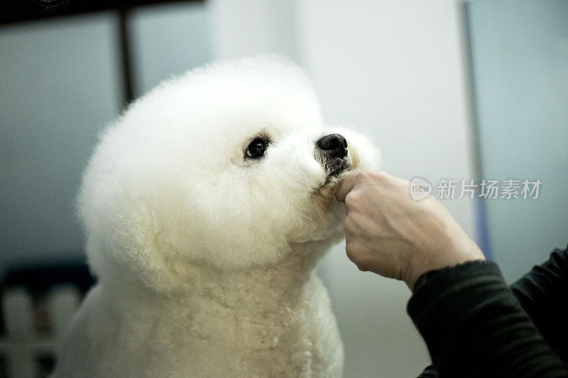 小白犬品种卷毛比雄在美容沙龙理发。宠物护理