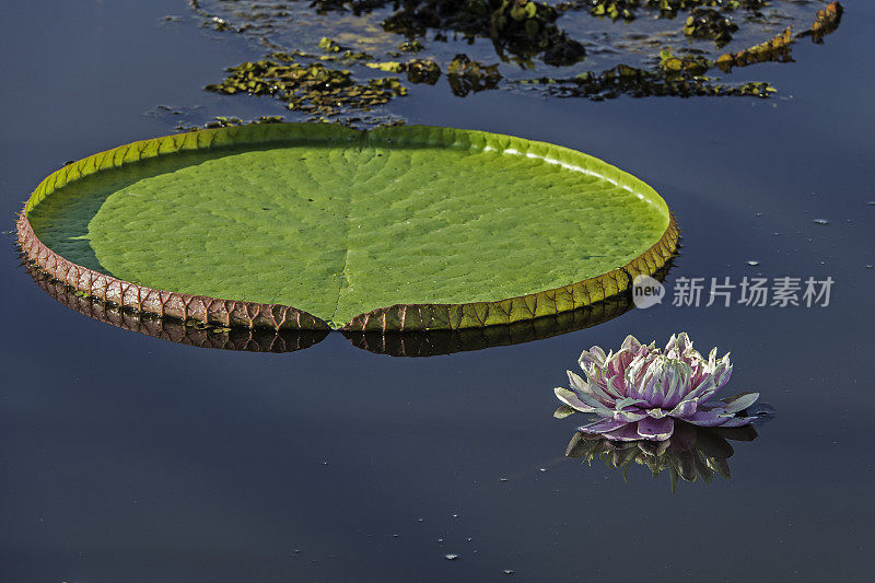 睡莲科睡莲属的维多利亚亚马逊睡莲，叶子很大，平躺在水面上，产于巴西的潘塔纳尔。维多利亚睡莲。